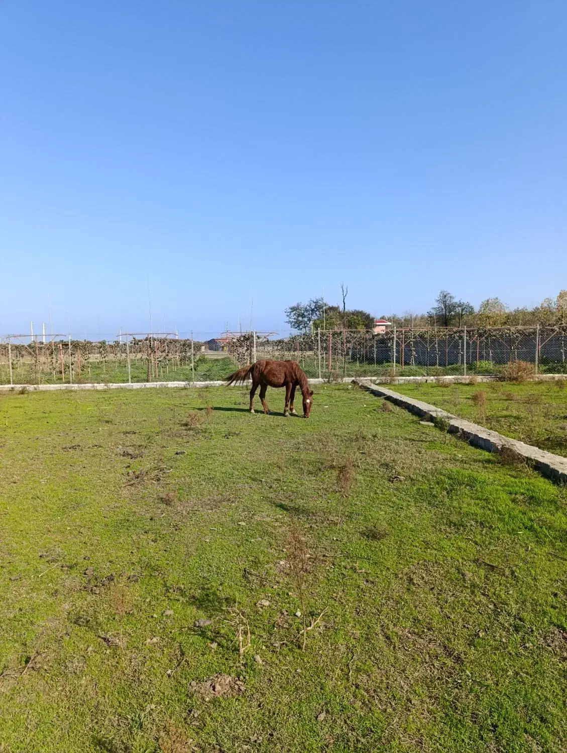 اسب|اسب و تجهیزات اسبسواری|اسالم, |دیوار