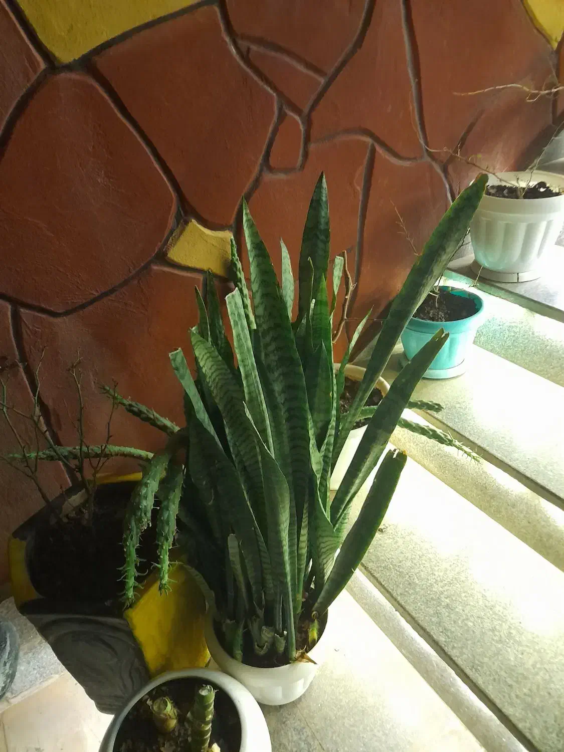 گلهای|گل و گیاه طبیعی|نیشابور, فضل|دیوار