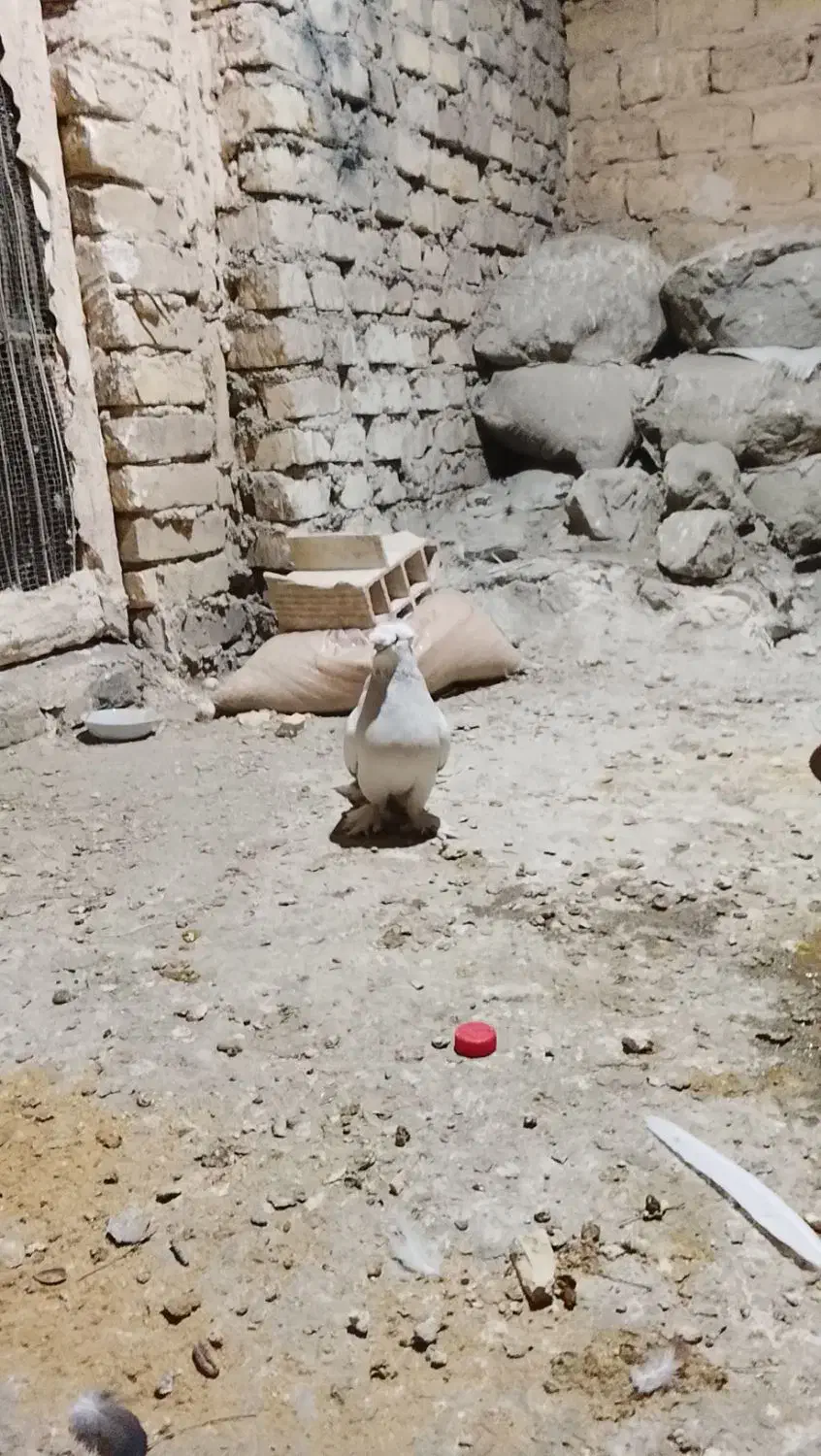 کفتر|پرنده|یزد, |دیوار