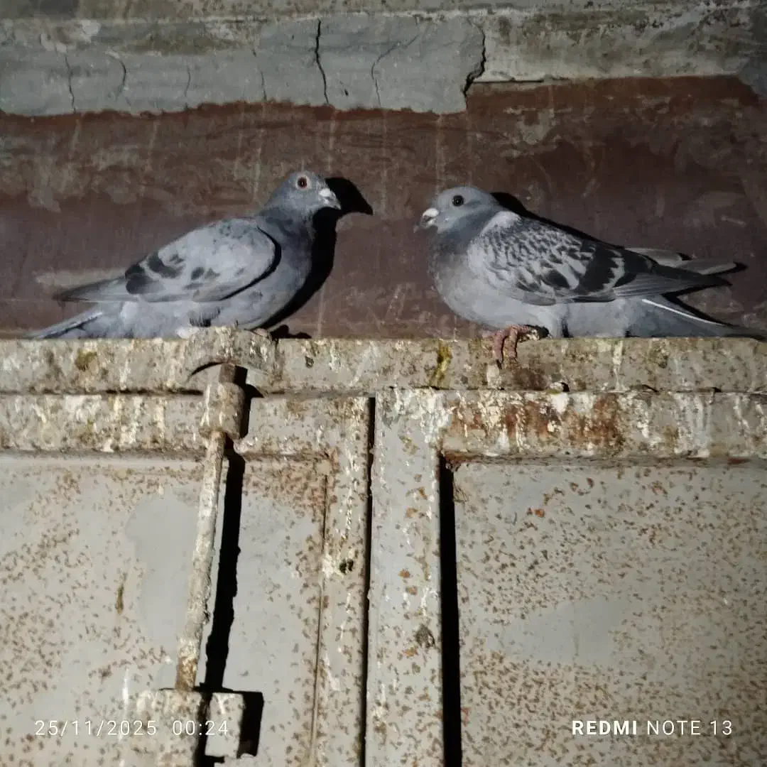 کبوتر جوجه پلاکی|پرنده|اهواز, کیانپارس |دیوار