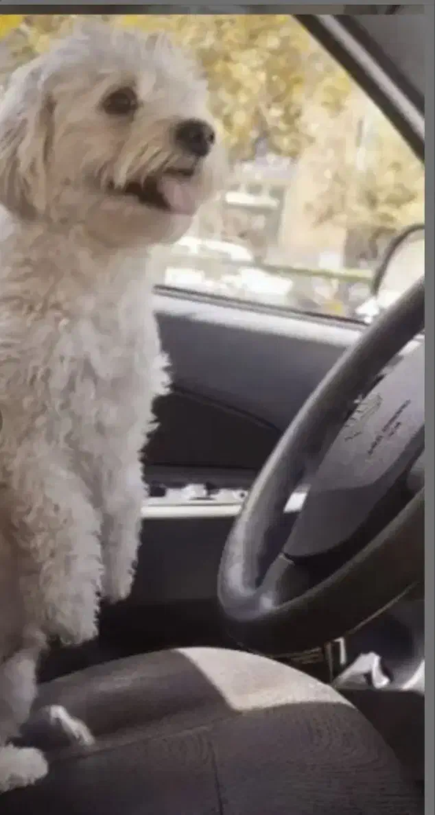 سگ شیتزو|سگ|زرند, |دیوار