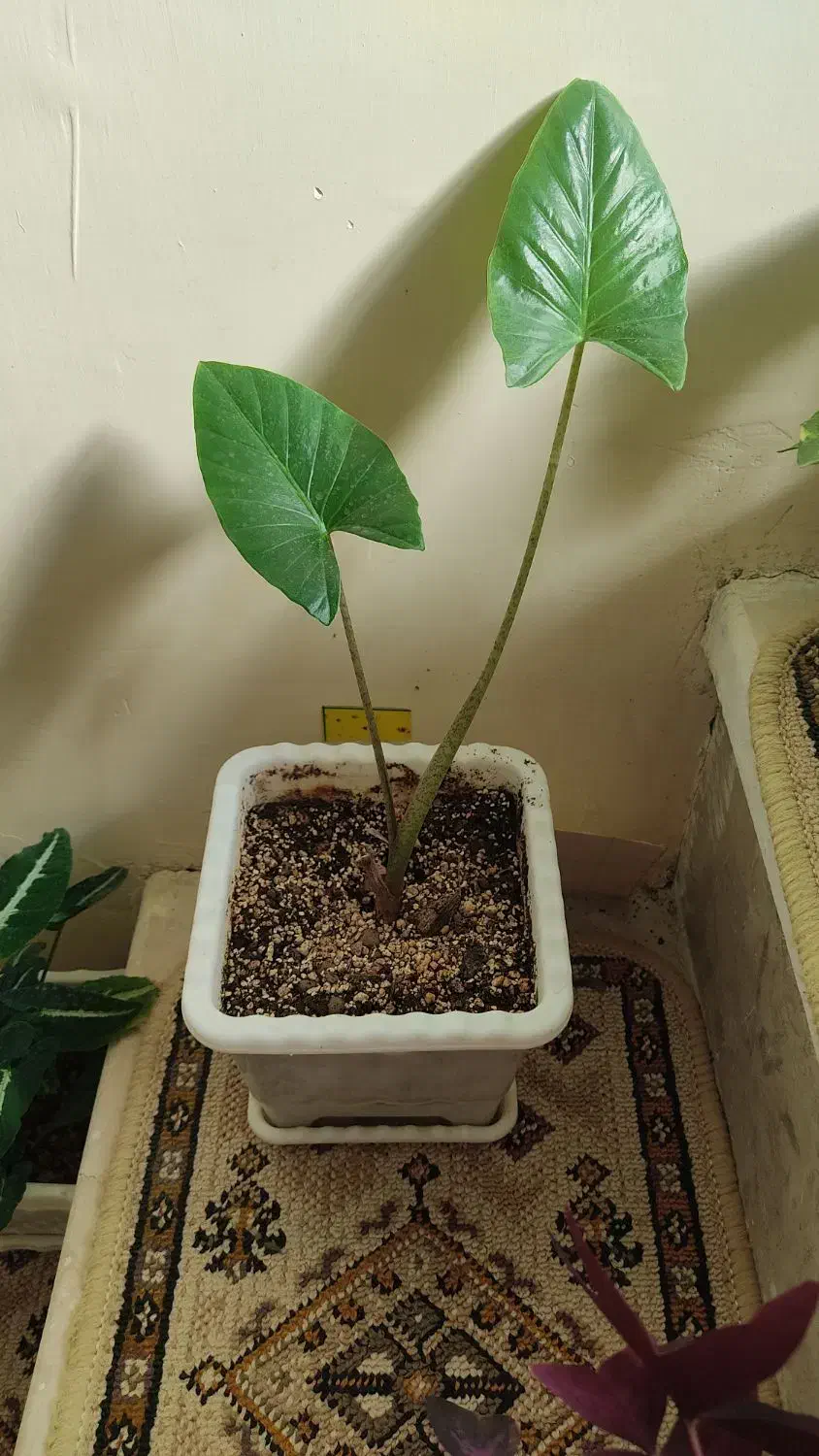 گل بابا آدم|گل و گیاه طبیعی|روانسر, |دیوار