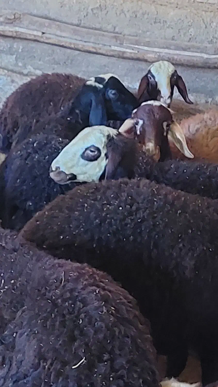 بره نر|حیوانات مزرعه|سنندج, |دیوار