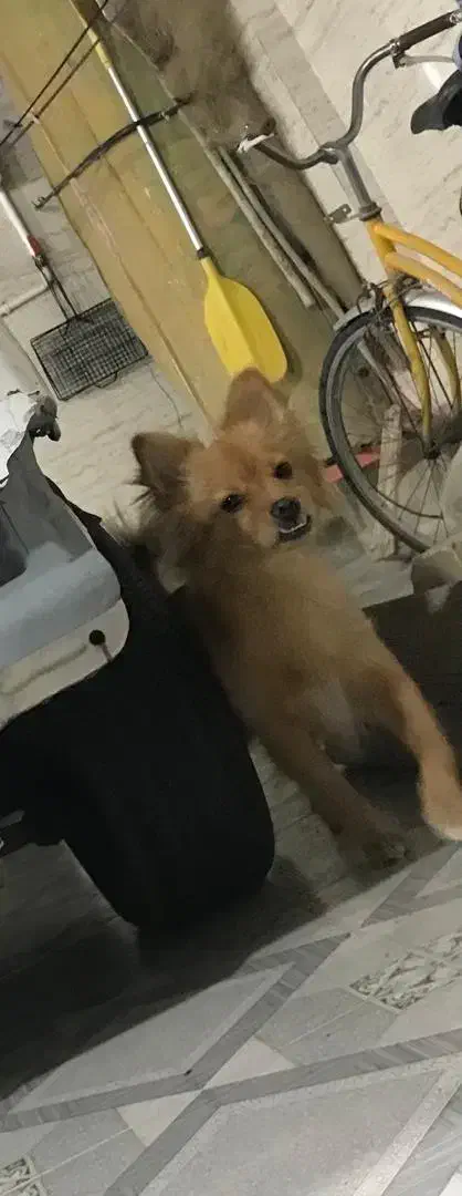 گم شده در محوطه لاله ۱۳|حیوانات|آبادان, |دیوار