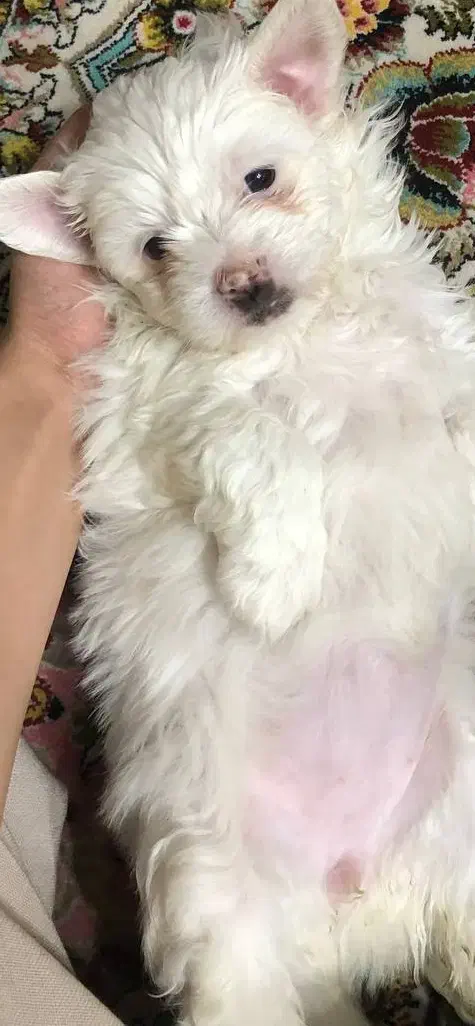 واگذاری توله  های ۲ماهه شیتزو تریر عروسکی|سگ|پاکدشت, پاکدشت (مامازند)|دیوار