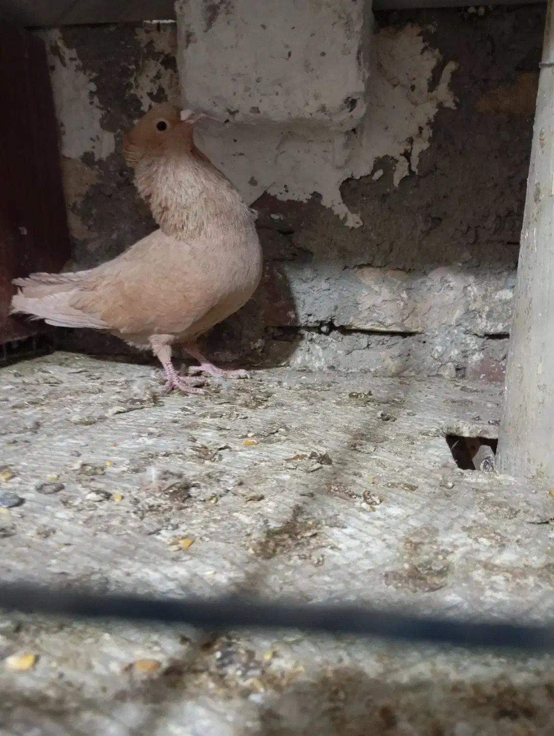 دم سفید و کرمانی|پرنده|بیرجند, |دیوار