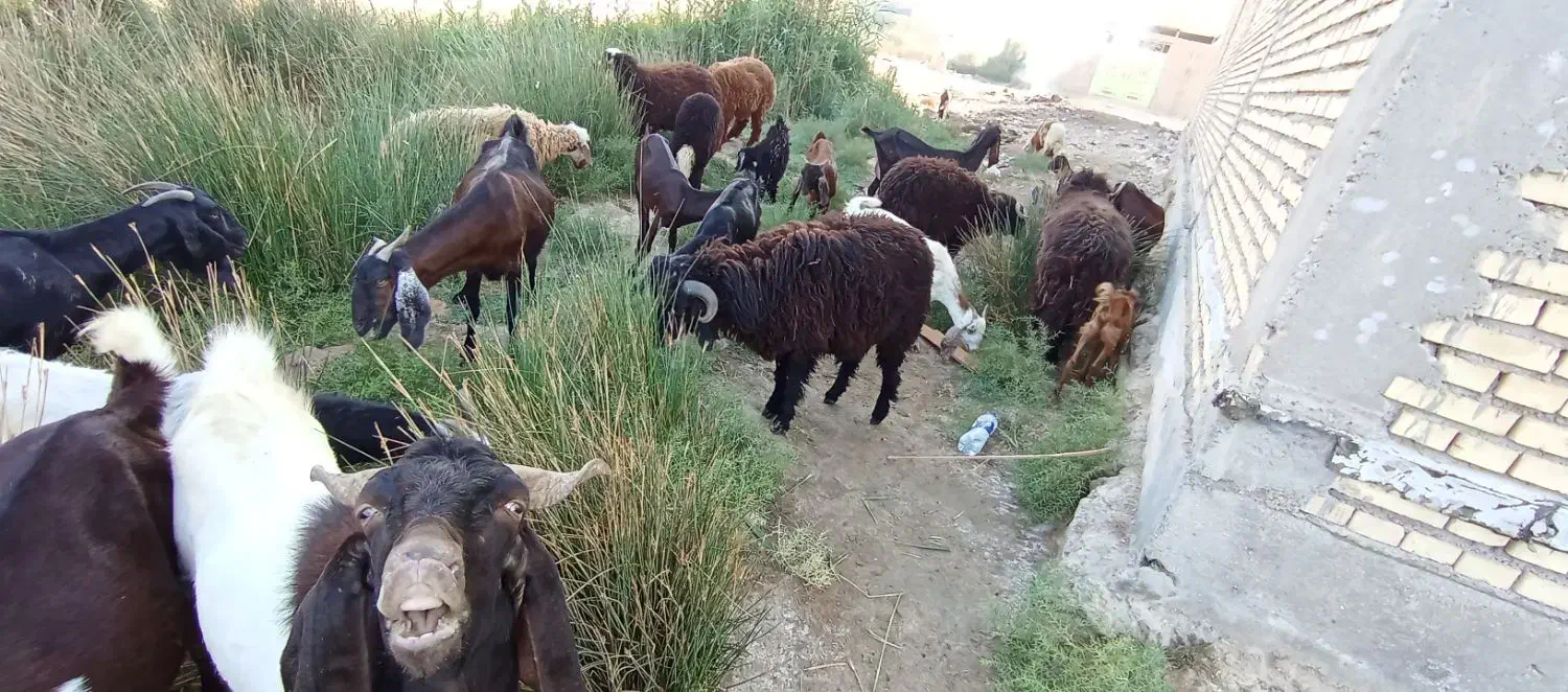 نر و ماده|حیوانات مزرعه|شادگان, |دیوار