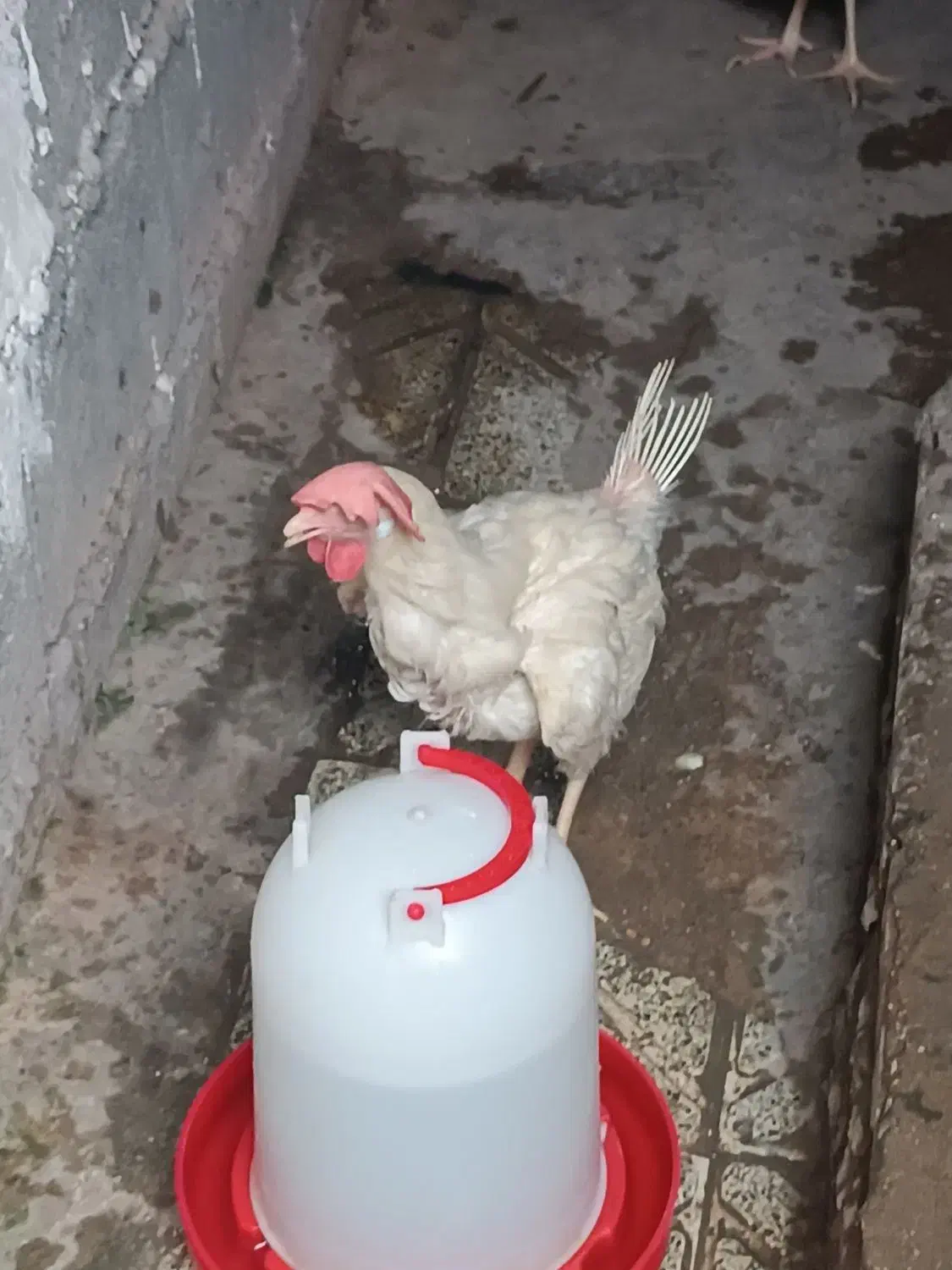 مرغ و خروس سفید|حیوانات مزرعه|بندرعباس, |دیوار