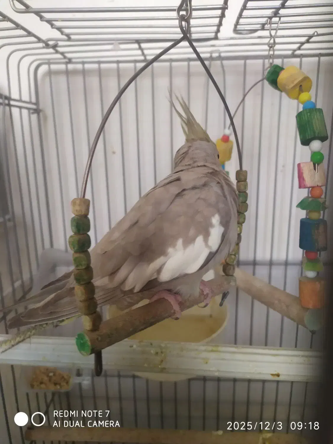 عروس هلندی ماده|پرنده|بروجرد, |دیوار