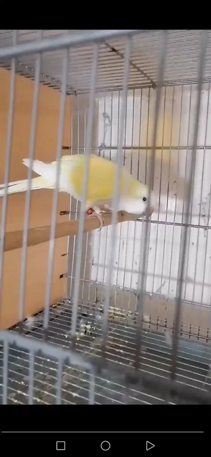 فروشی|پرنده|پیشوا, |دیوار