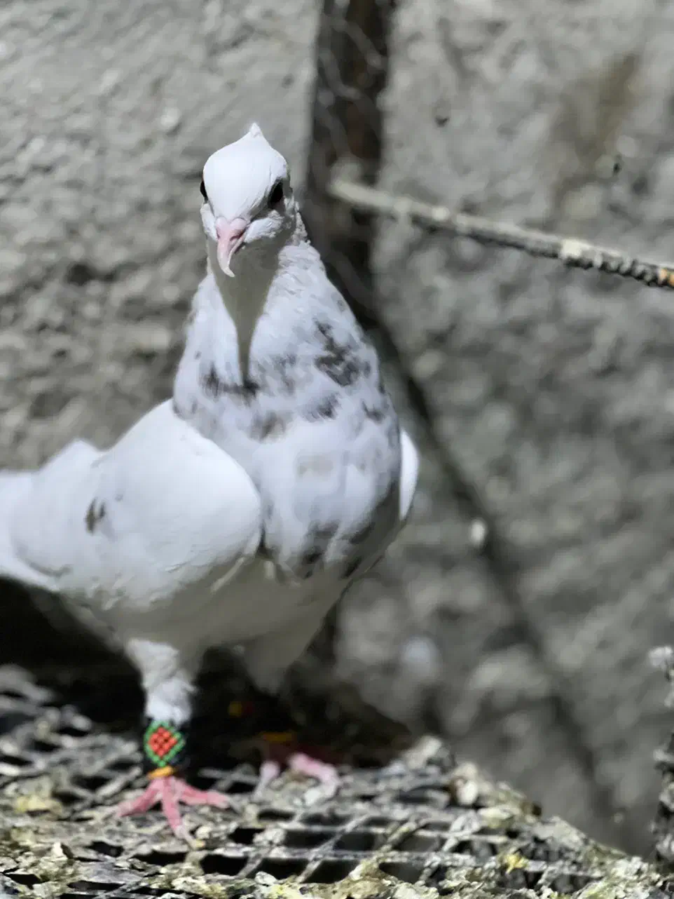 کبوترطوقی|پرنده|چابهار, |دیوار