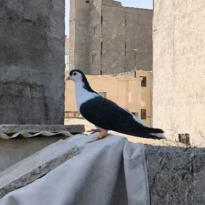 ساده سیاه پاک پرشی|پرنده|مشهد, رضاییه|دیوار