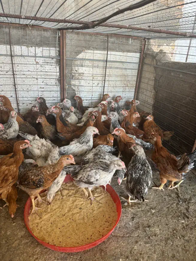 جوجه محلی اصل چهار ماه|حیوانات مزرعه|رفسنجان, |دیوار