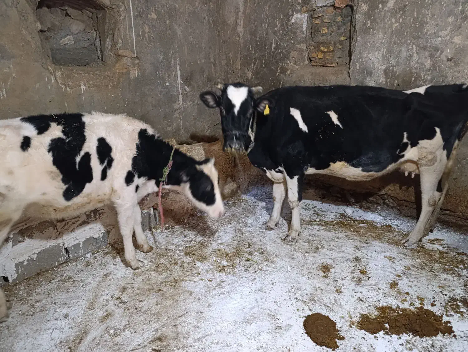 فروش گاو هلشتاین آبستن و البسه چاق|حیوانات مزرعه|ازنا, |دیوار