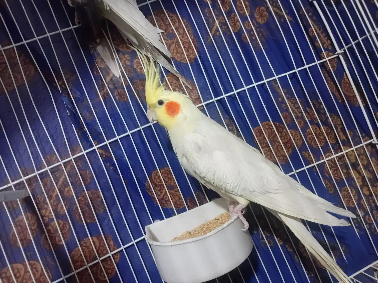 فروش یک عددعروس نر|پرنده|نالوس, |دیوار