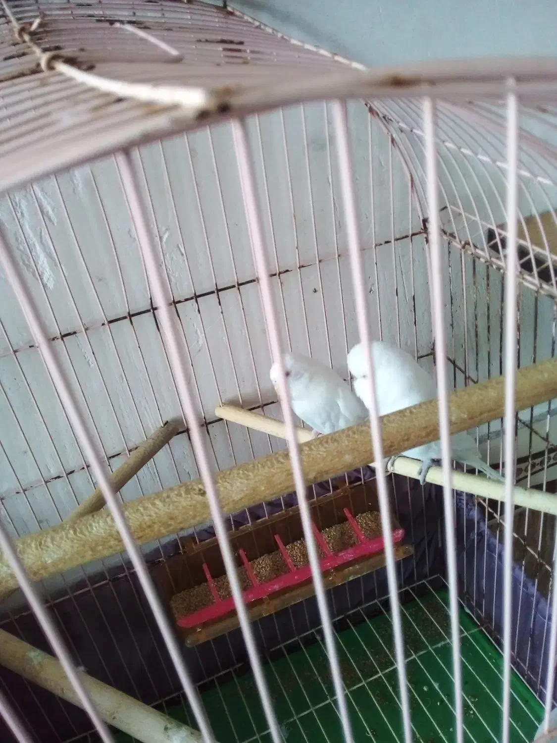 مرع عشق|پرنده|کاکی, |دیوار