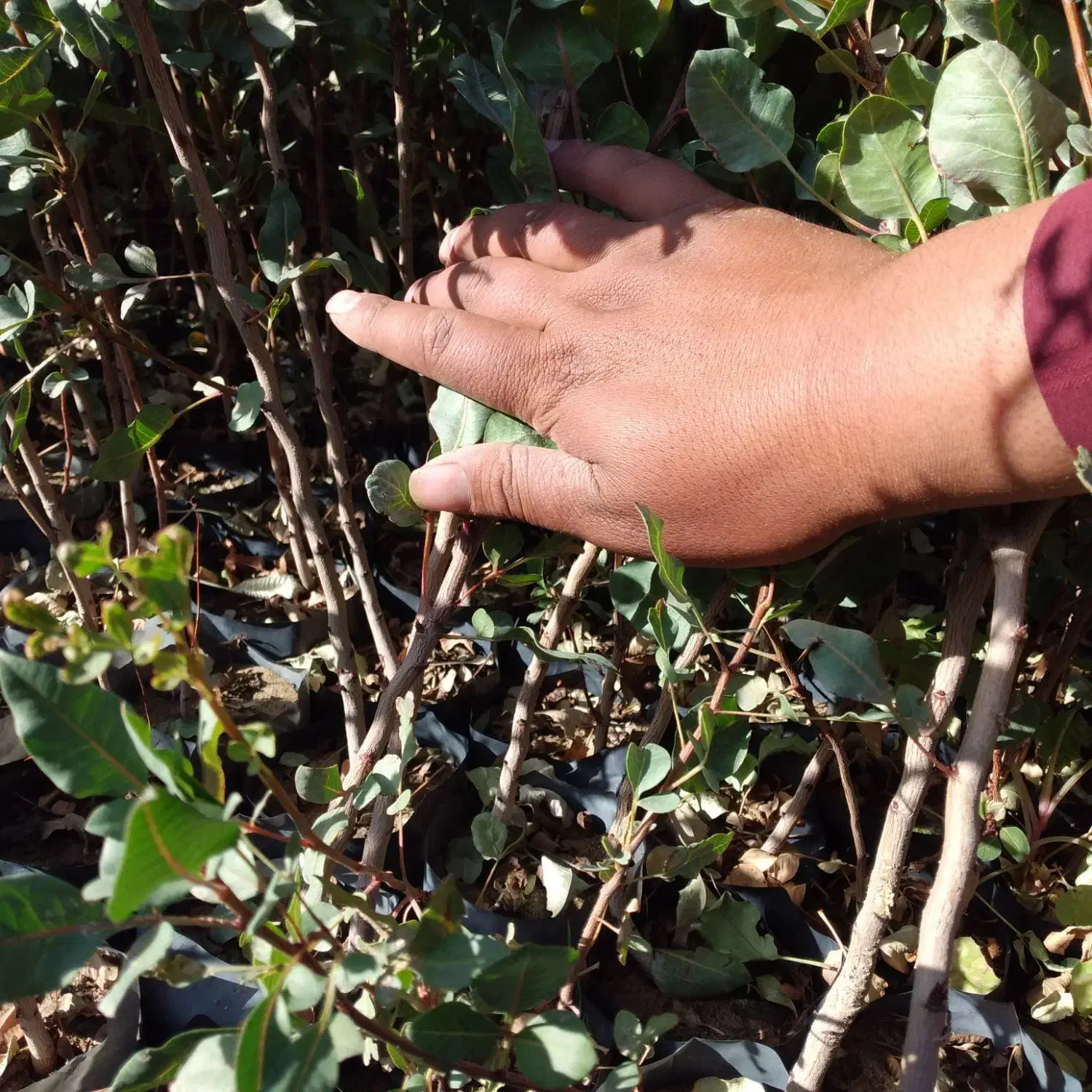 نهال پسته گلدانی|خدمات باغبانی و درختکاری|اردکان, |دیوار