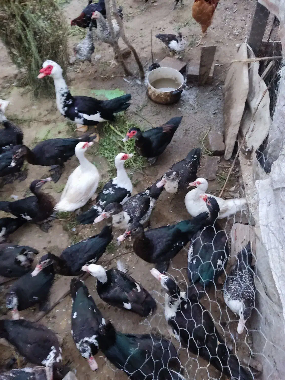 اردک نیمچه دم تخم سالم سرحال|حیوانات مزرعه|بهشهر, |دیوار