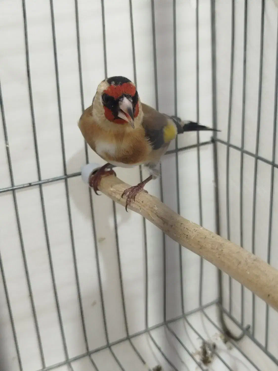 سهره ماده  سهره کش|پرنده|اردبیل, |دیوار