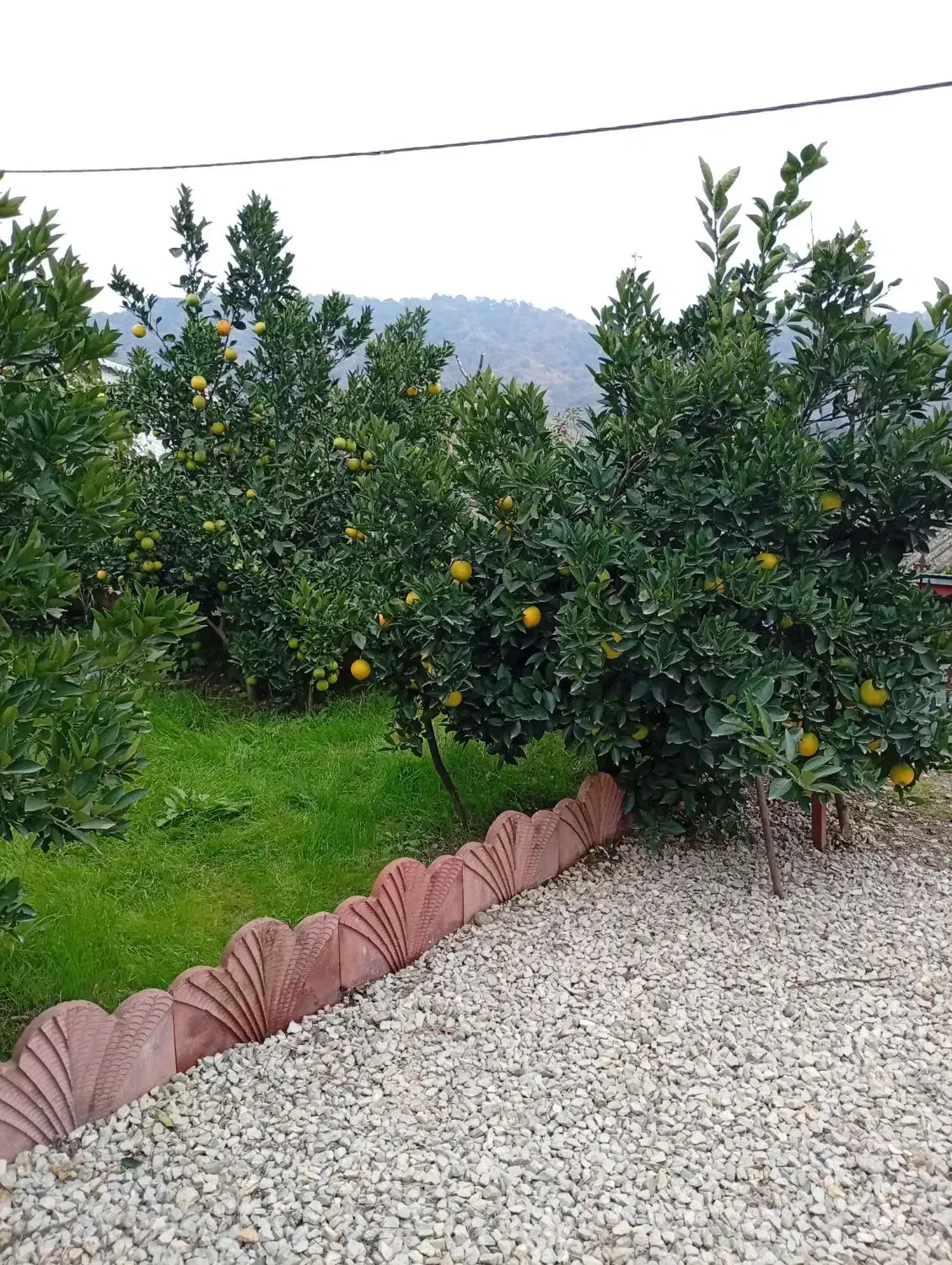 زمین ویلایی به متراژ ۲۵۰در آستارا(لمیر محله)|فروش زمین و ملک کلنگی|آستارا, |دیوار