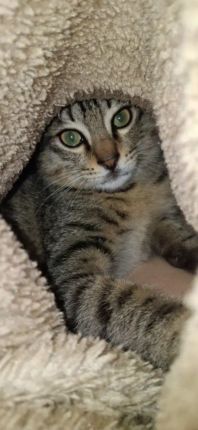 بچه گربه|گربه|نوشهر, |دیوار