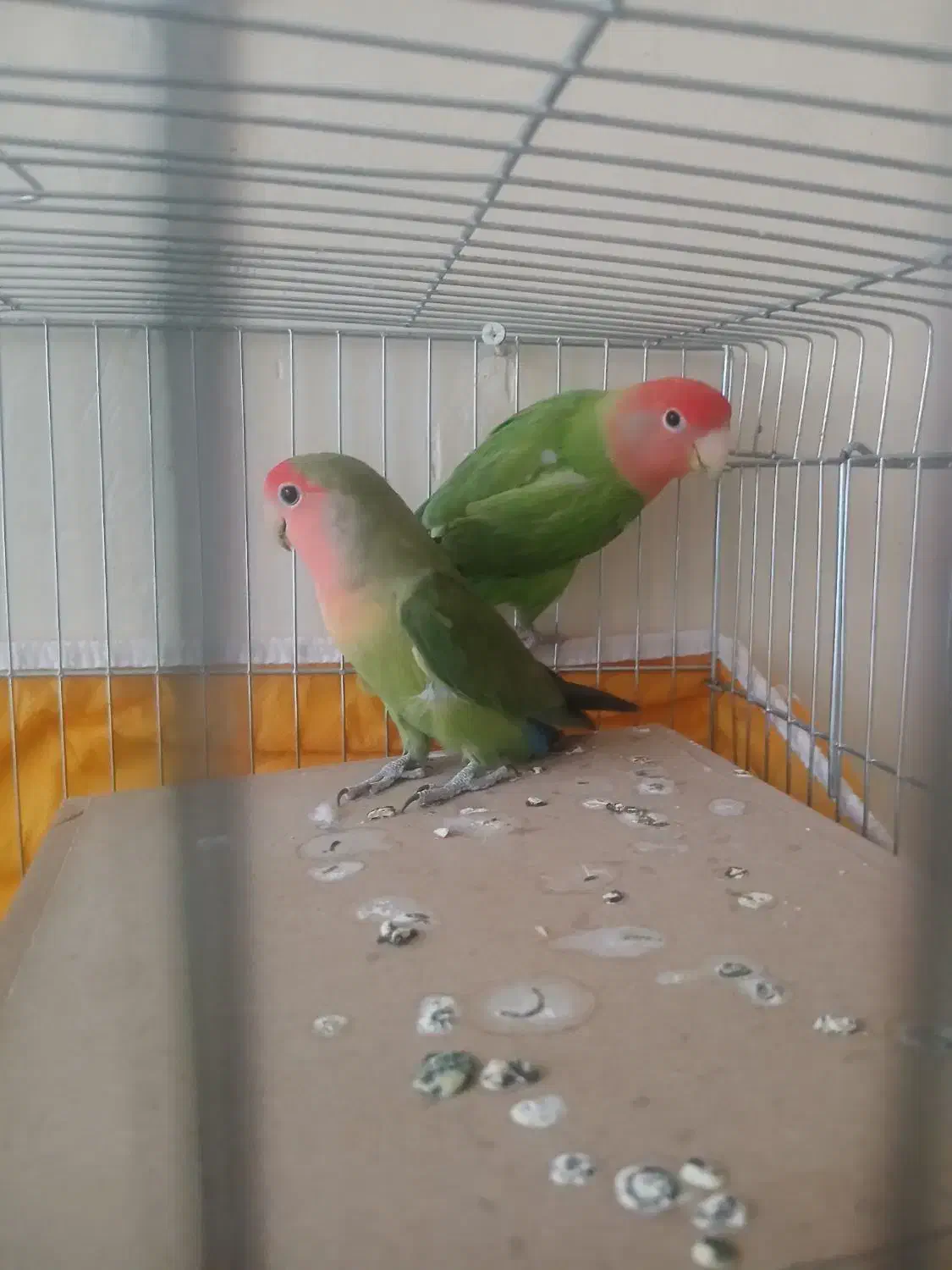 کوتوله اوبال صورت هلویی|پرنده|شاهین‌شهر, حافظ جنوبی|دیوار