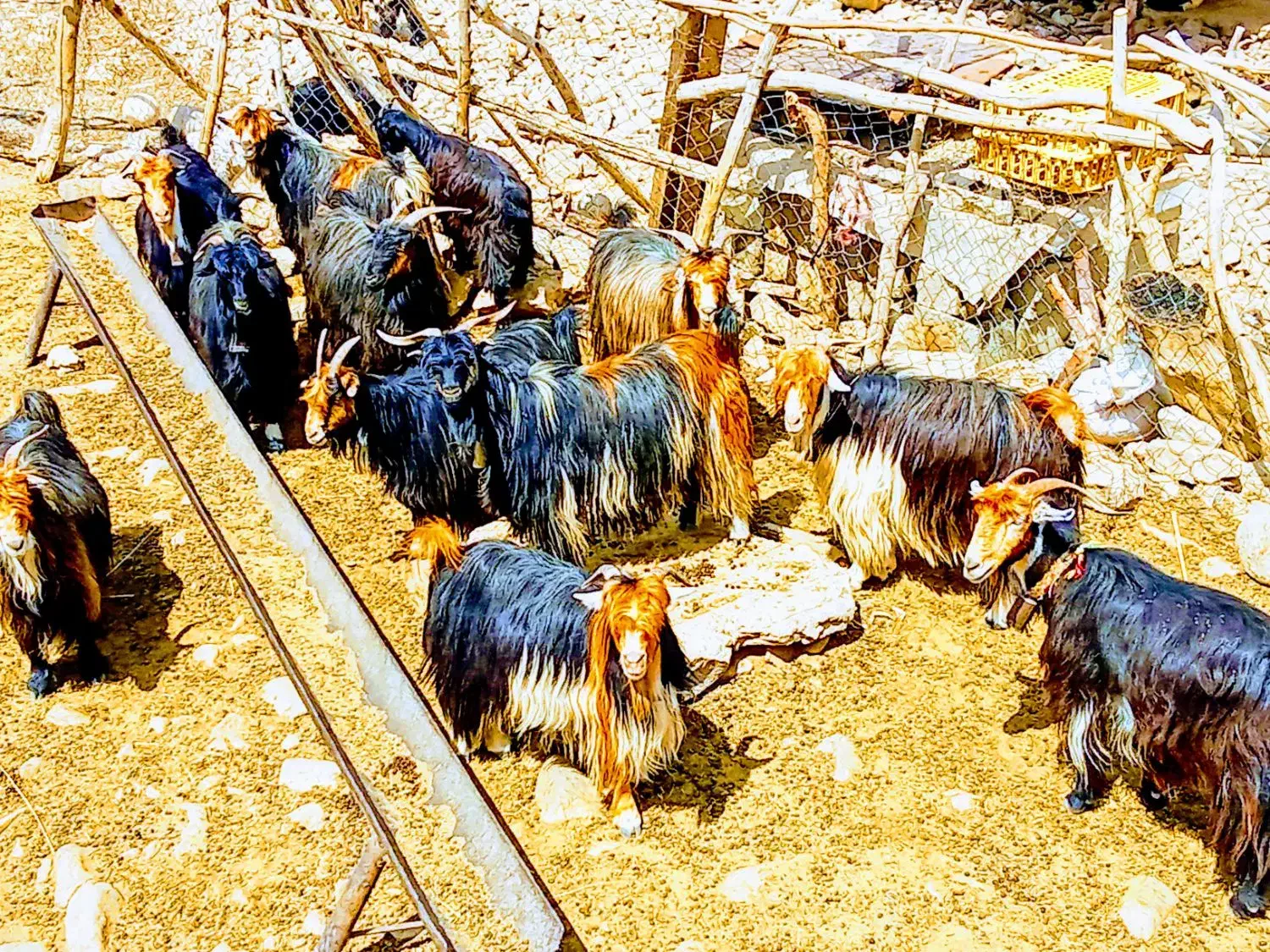 بزترکی‌معاوضه‌بامیش|حیوانات مزرعه|ایذه, |دیوار