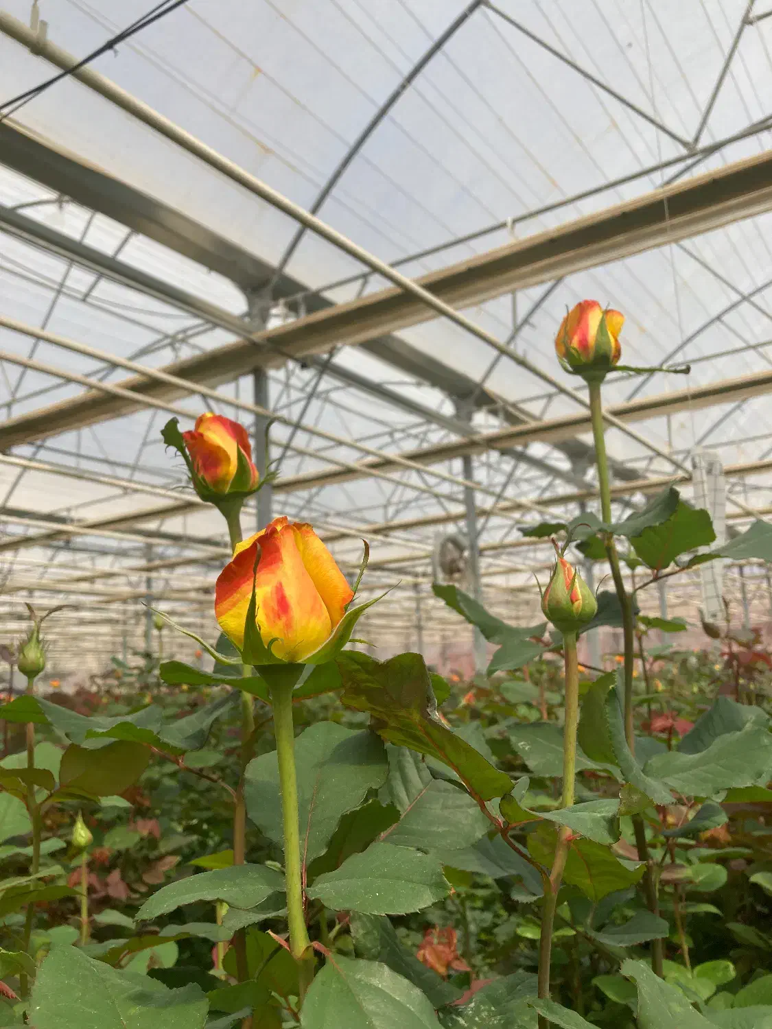 نیروی کار|استخدام صنعتی، فنی، مهندسی|نجف‌آباد, حومه نجف آباد|دیوار