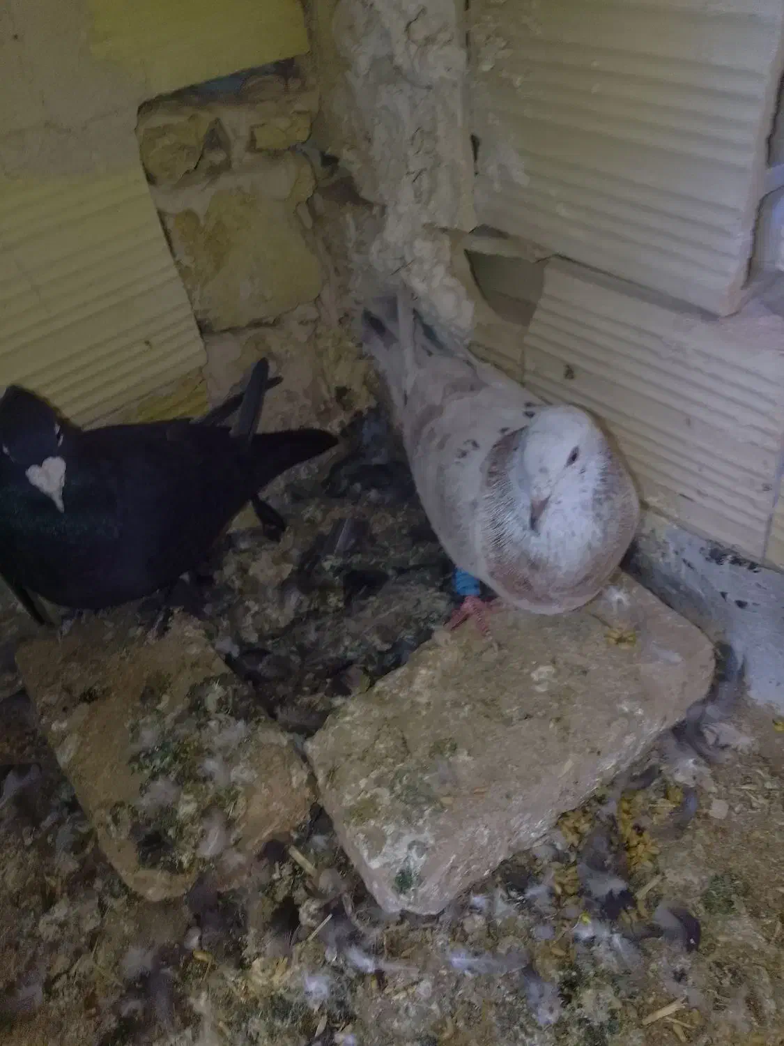 کفتر جوجه کشی|پرنده|زاوه, |دیوار