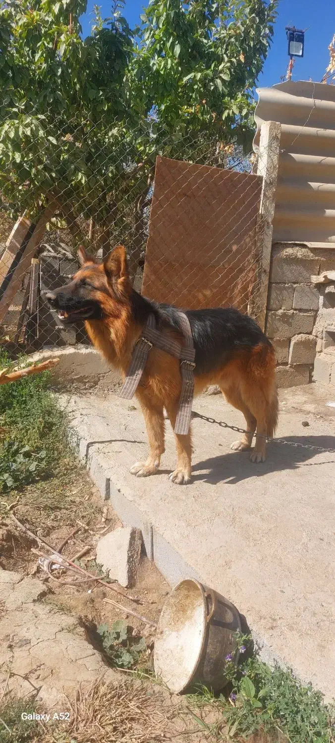 شرمن 2ساله|سگ|میاندوآب, |دیوار