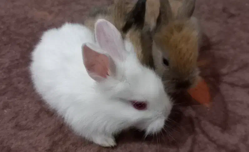 بچه خرگوش میکس خوش رنگ و چشم اشکی|موش و خرگوش|گرگان, |دیوار