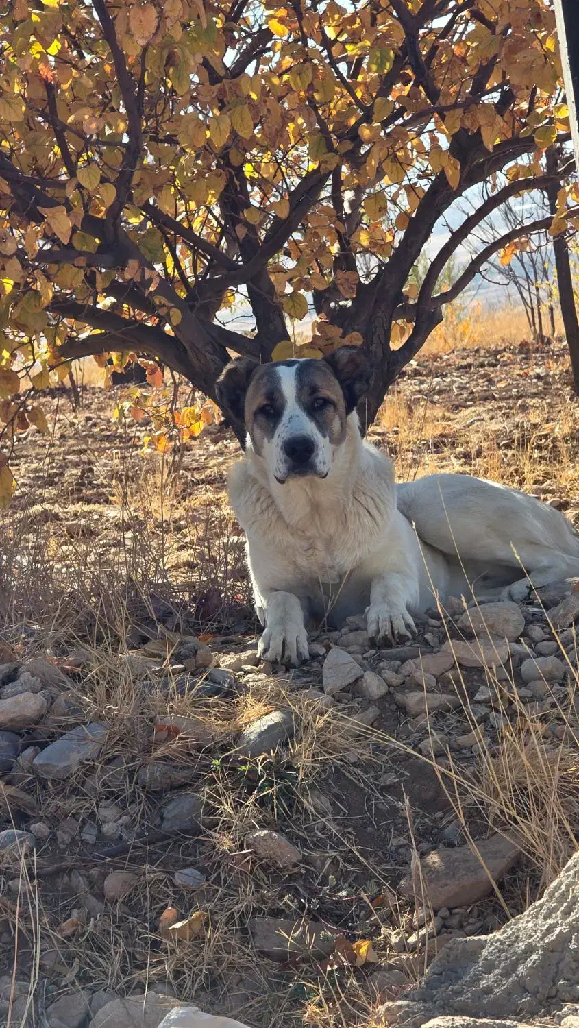 سگ ماده خراسانی|سگ|شازند, |دیوار