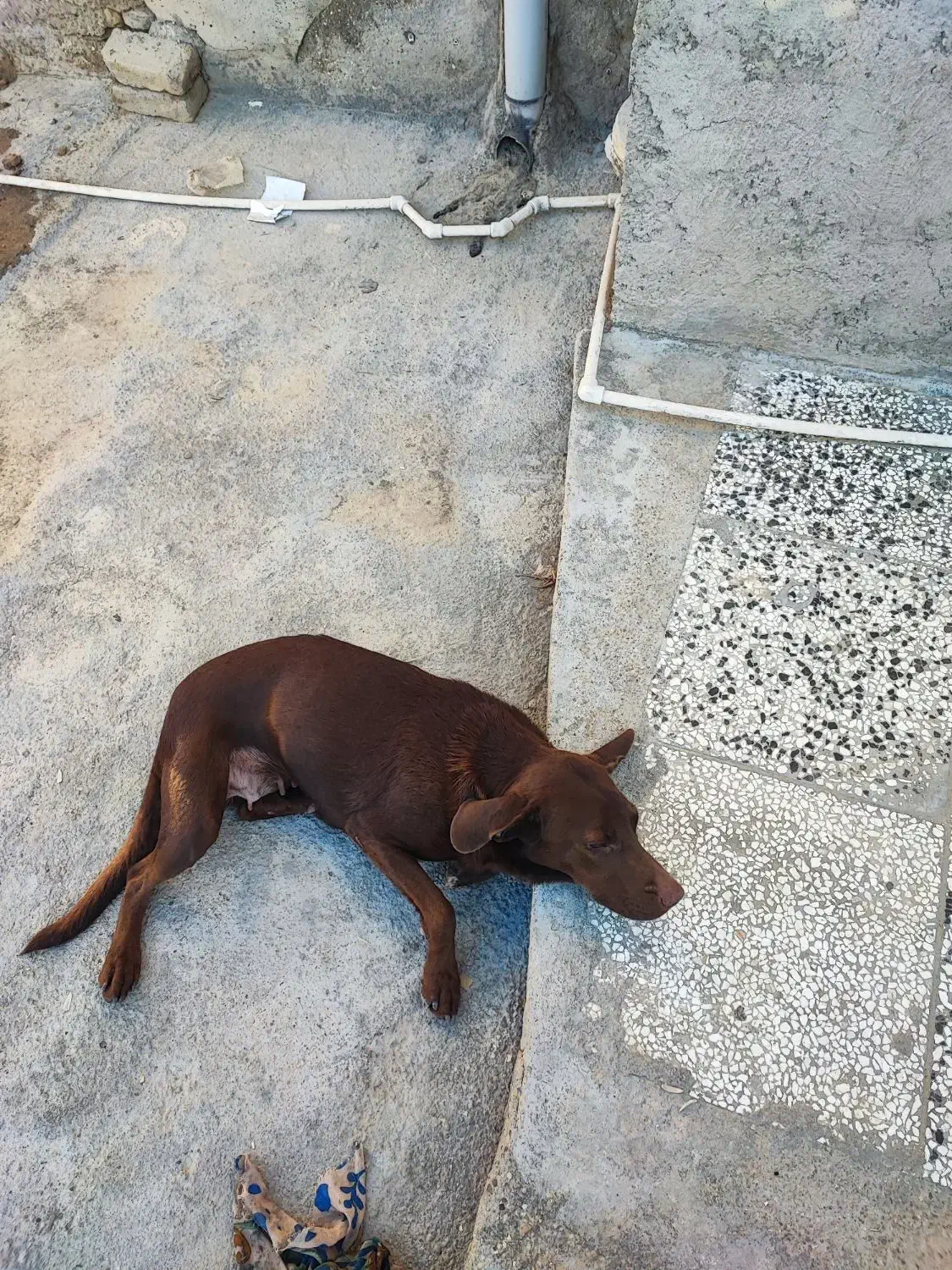 سگ دنبالی|سگ|کلاله, |دیوار