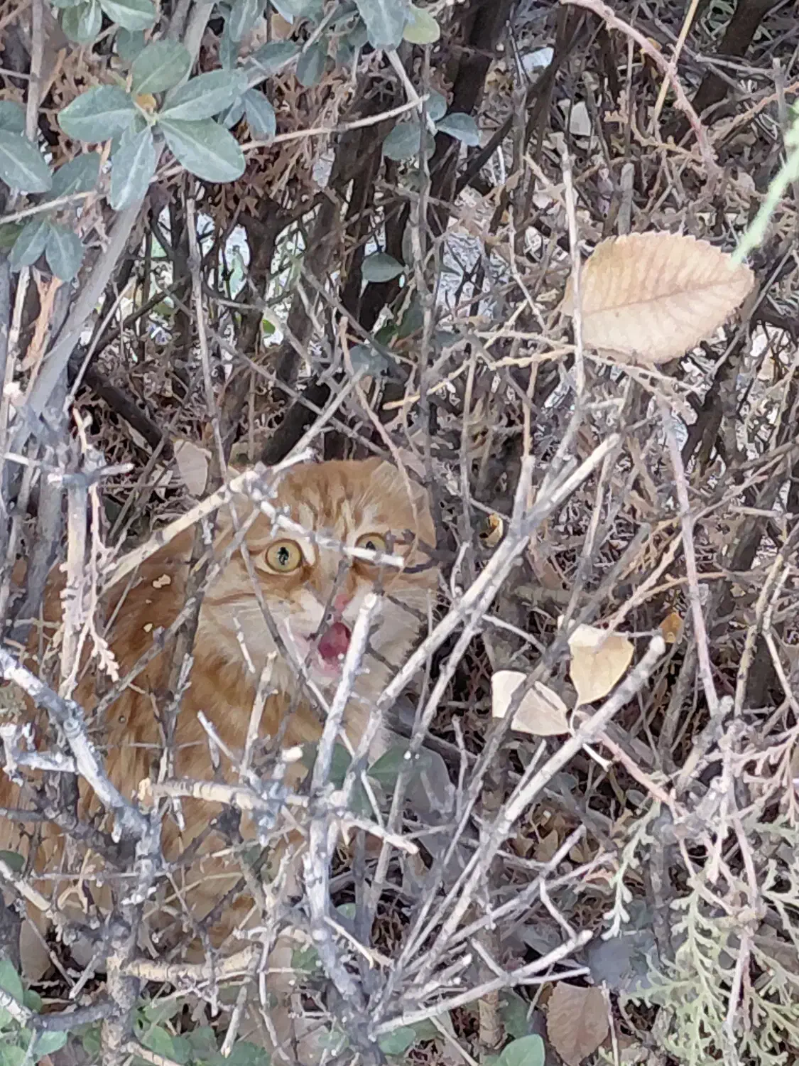 پیدا شده در بوستان غنچه|حیوانات|مشهد, چهارچشمه|دیوار