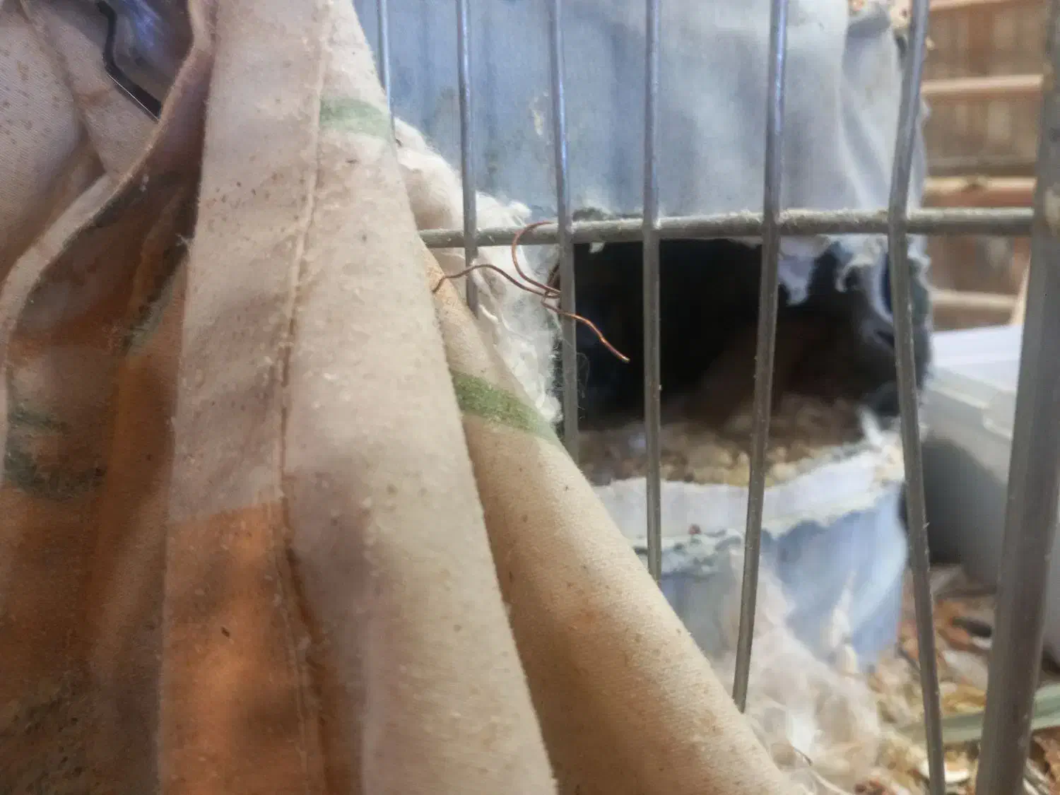 عروس هلندی فوق مولد|پرنده|شاهین‌شهر, شهرک گلدیس|دیوار