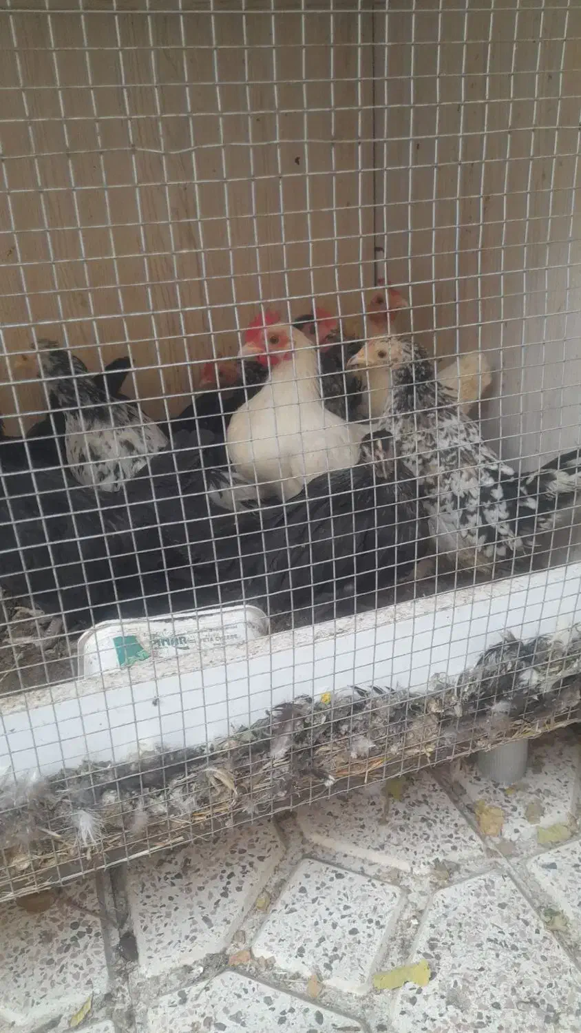 جوجه چاپنیز|حیوانات مزرعه|تبریز, |دیوار