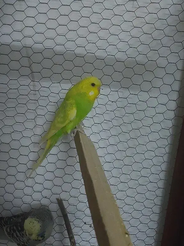 مرغ عشق انگلیسی|پرنده|مشهد, آبکوه|دیوار