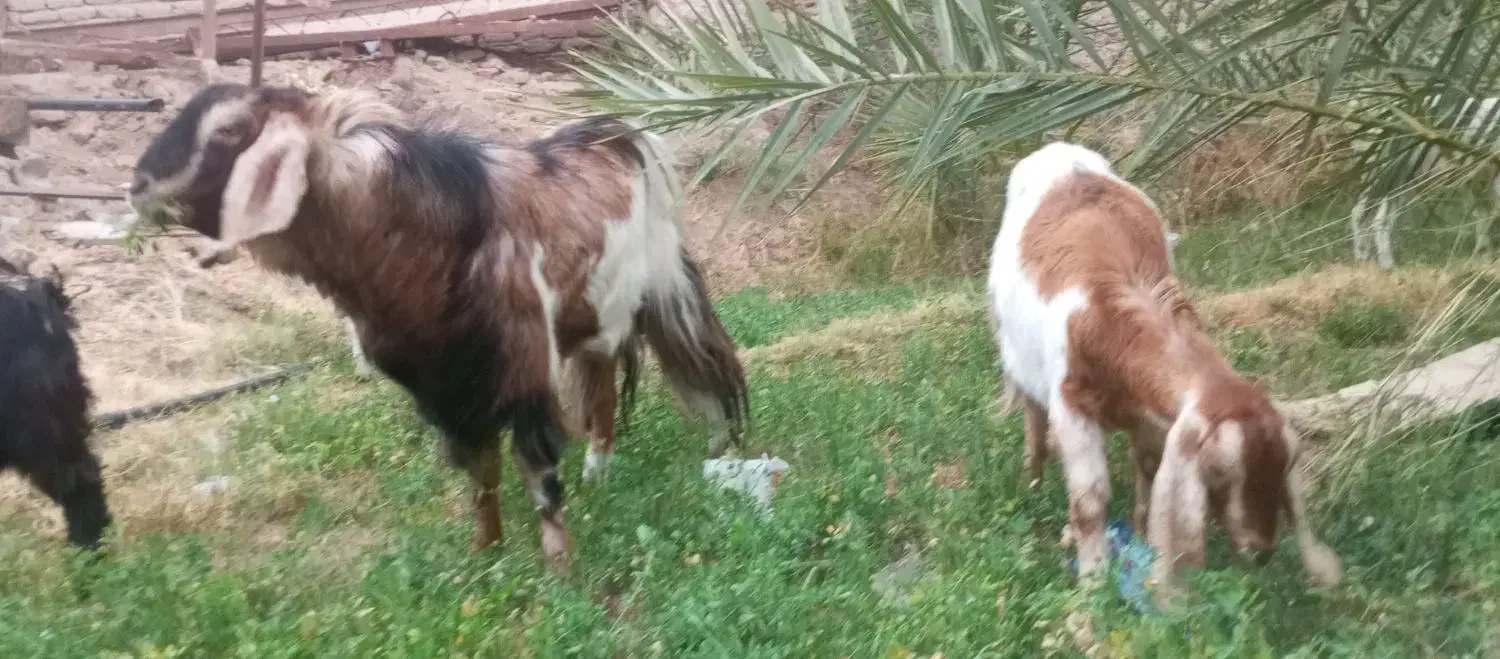 فروش چهار راس گوسفند|حیوانات مزرعه|فهرج, |دیوار