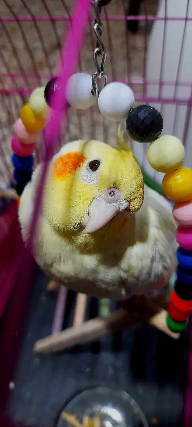 عروس هلندی|پرنده|شوشتر, |دیوار