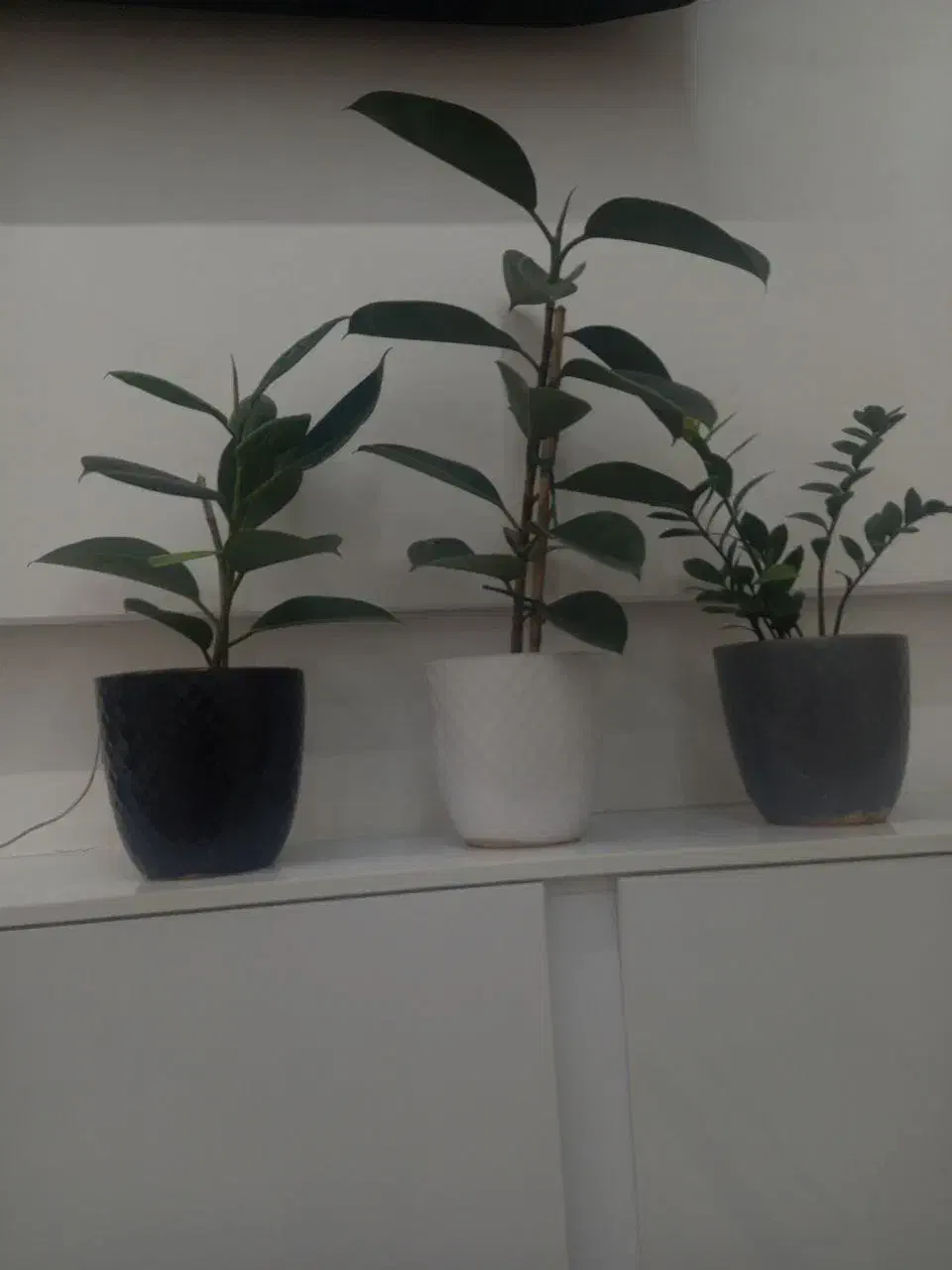 گل طبیعی|گل و گیاه طبیعی|بجستان, |دیوار