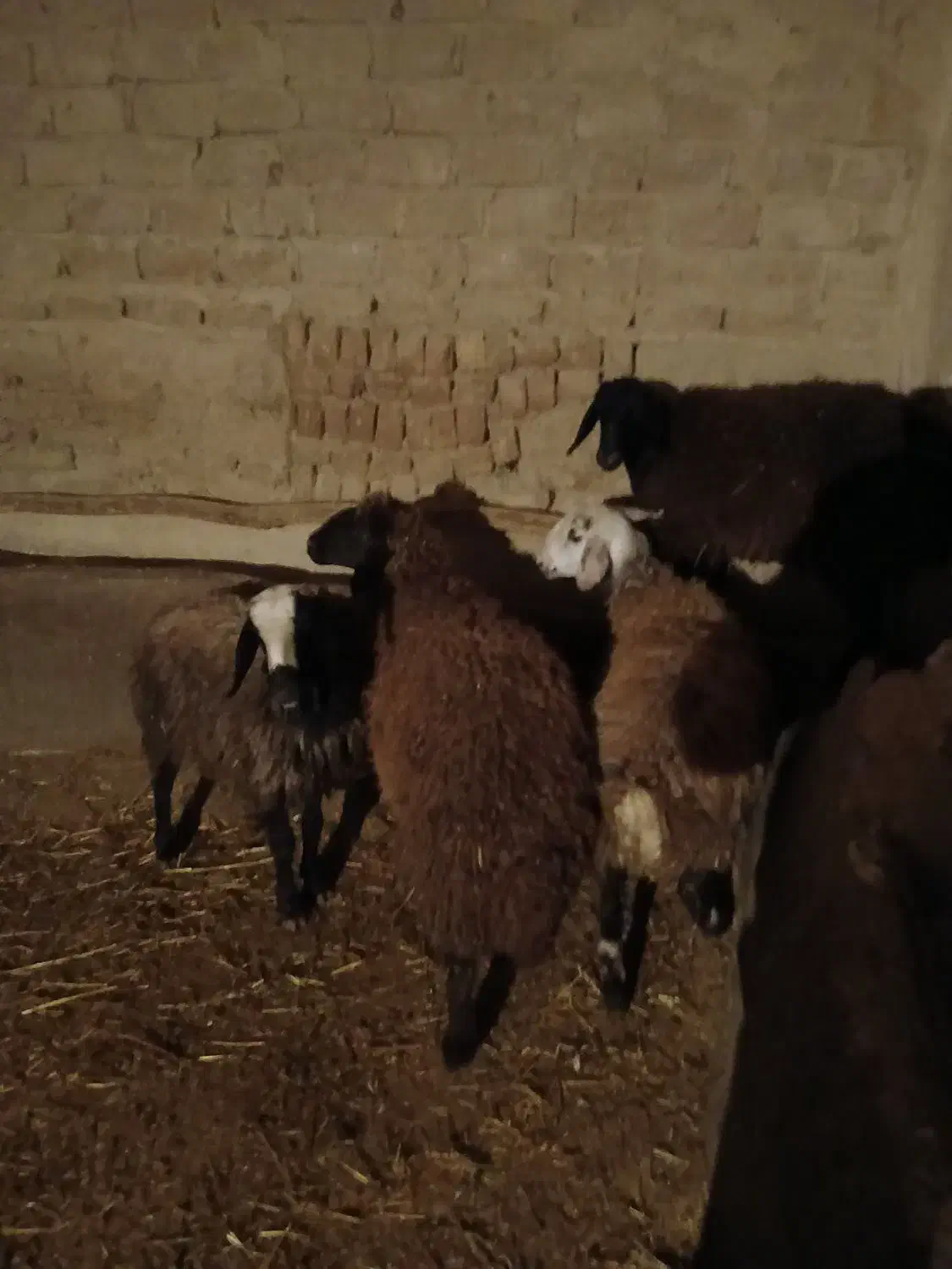 بره ماده|حیوانات مزرعه|دشتابی, |دیوار