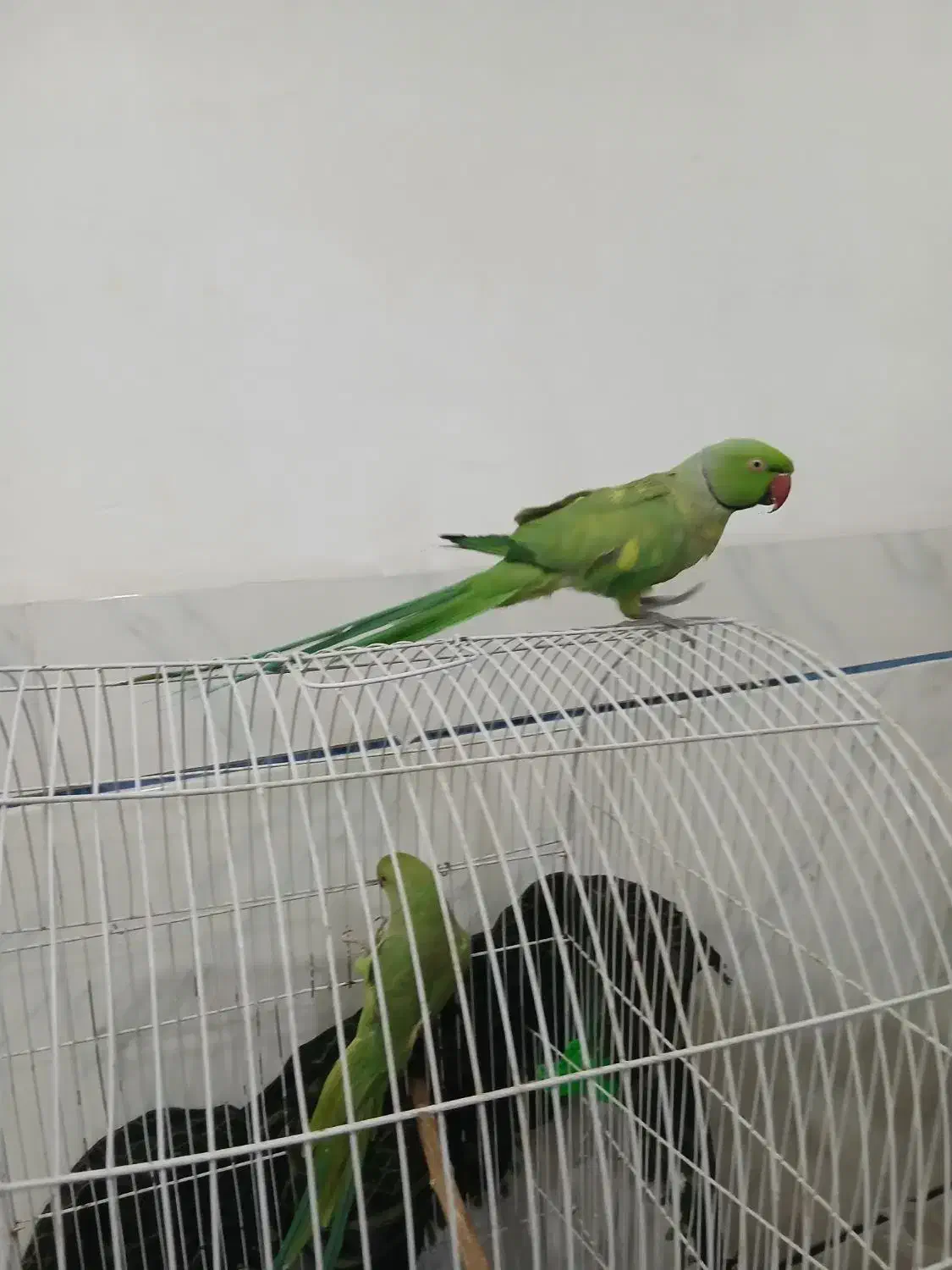 طوطی ملنگو|پرنده|اژیه, |دیوار