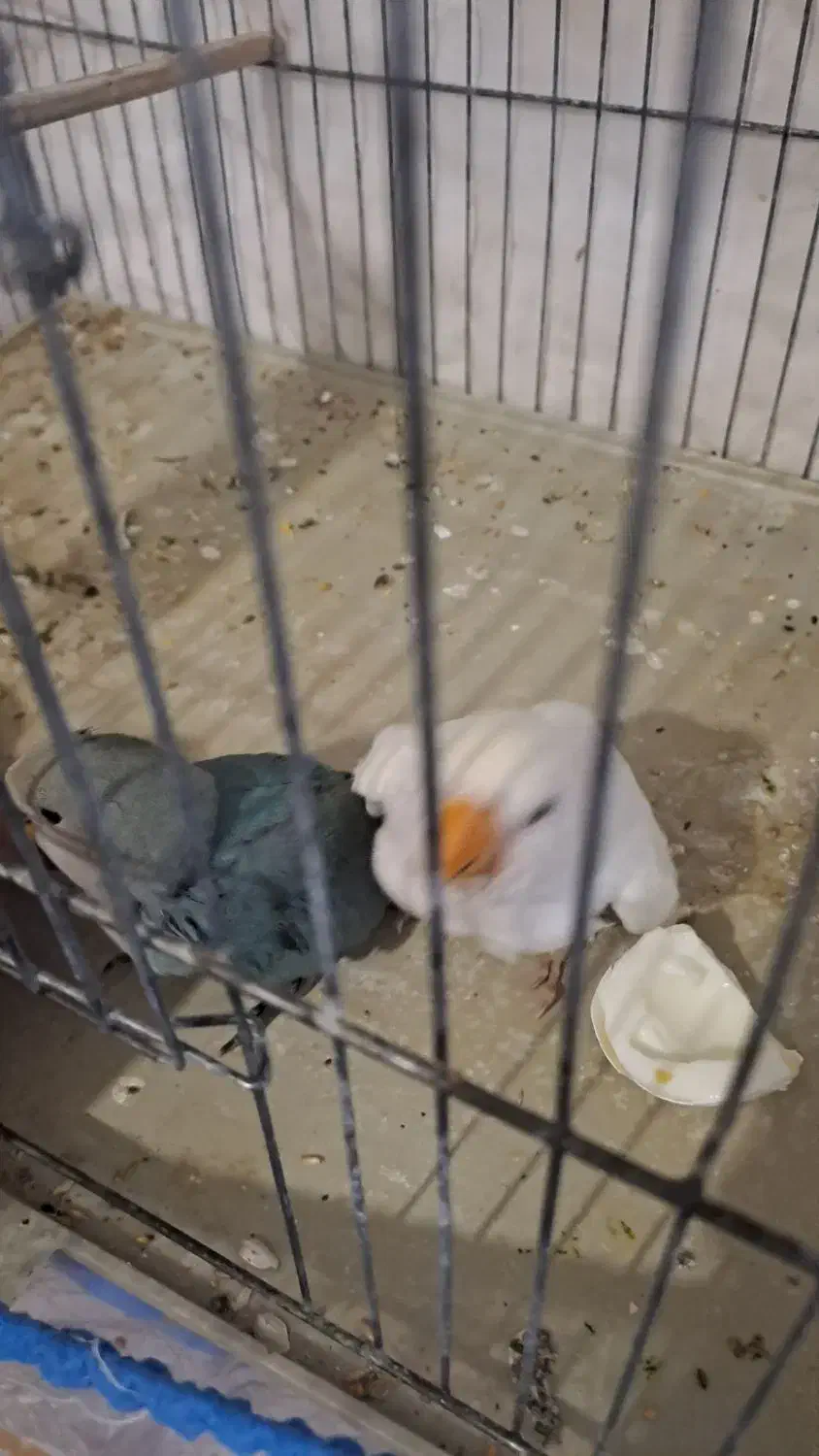 طوطی برزیلی|پرنده|یاسوج, |دیوار