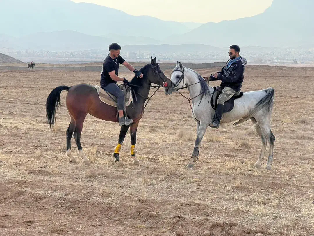 اسب های فروشی|اسب و تجهیزات اسب‌سواری|شیراز, انجیره|دیوار