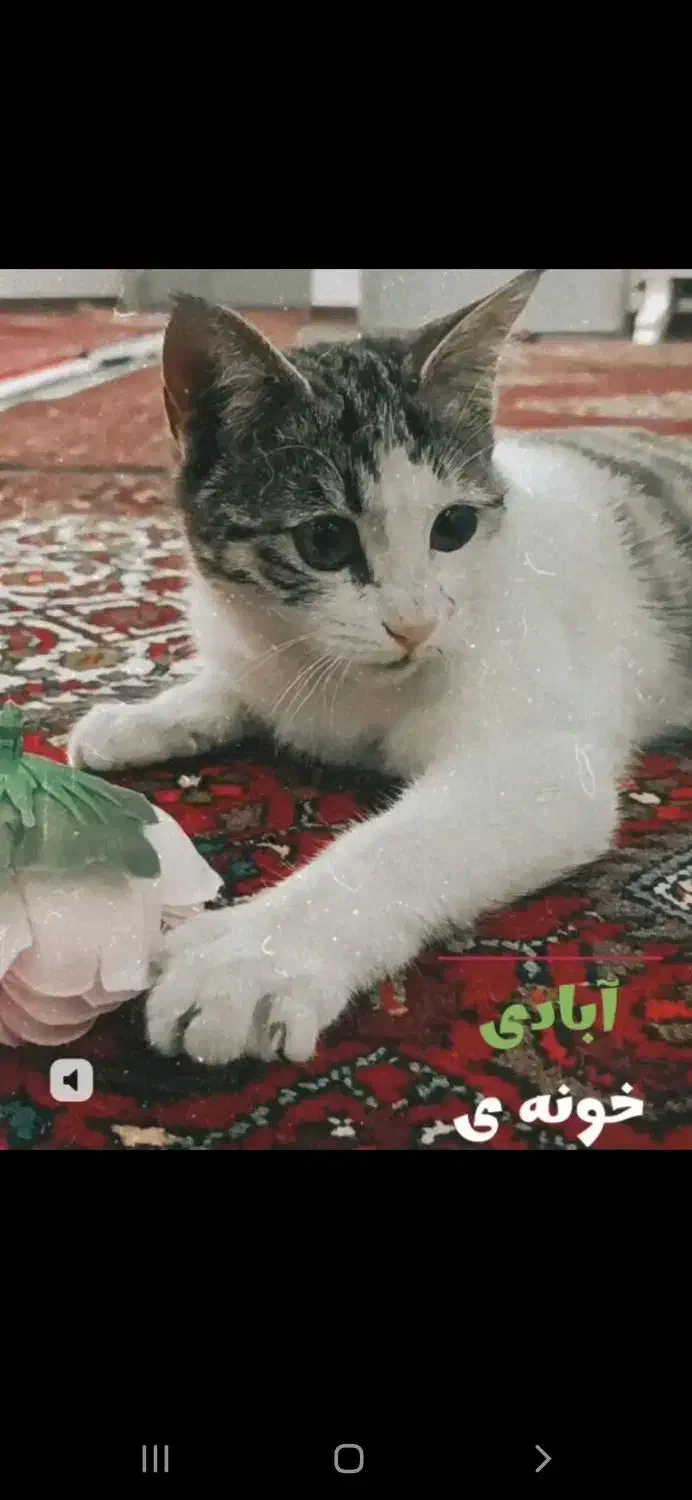 گربه گم شده در ابهر حوالی ثبت احوال کوچه خانصنمی|گربه|ابهر, |دیوار