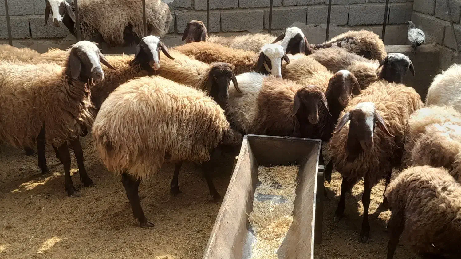 حیوانات|حیوانات مزرعه|فردوسیه, |دیوار