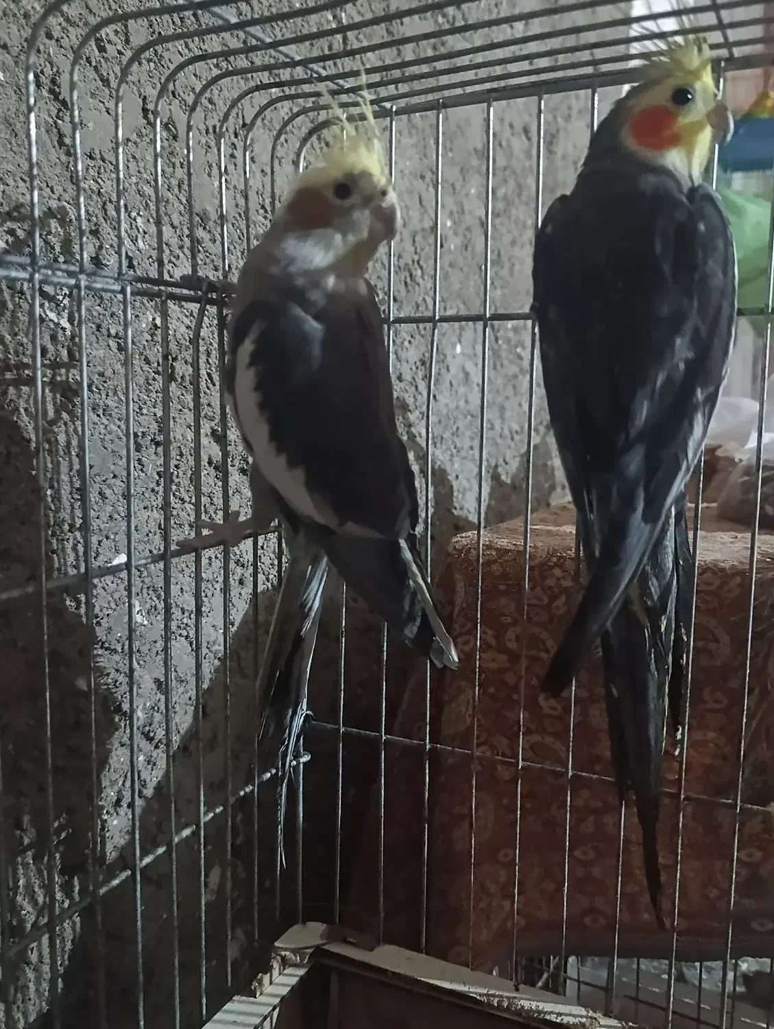 عروس هلندی|پرنده|نگین شهر, |دیوار