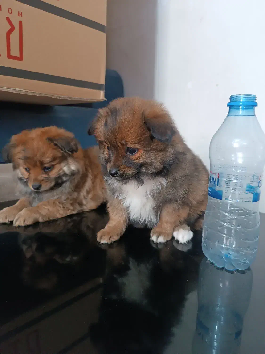 واگذاری سگ|سگ|شیراز, سعدیه شمالی|دیوار