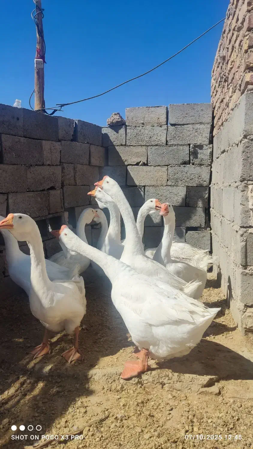 قوغاز خالمانگوری دوناف وشاخ دار|حیوانات مزرعه|هامون, |دیوار