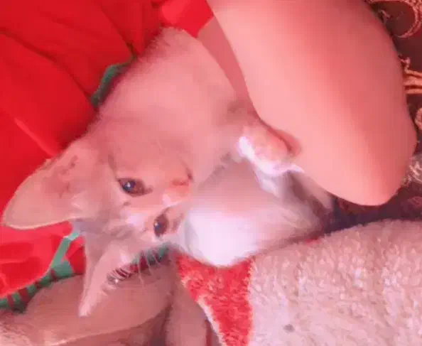 واگذاری گربه نژاد Dsh|گربه|رشت, حمیدیان|دیوار